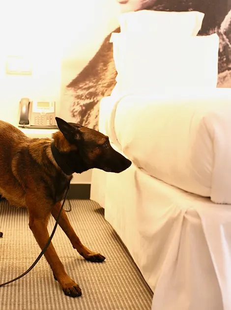 Ciblez vos foyers d'infestation grâce à la détection canine