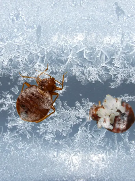 punaises de lit congelés par la cryogénisation