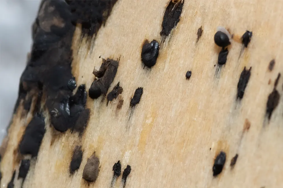 déjections et traces de sang sur latte en bois