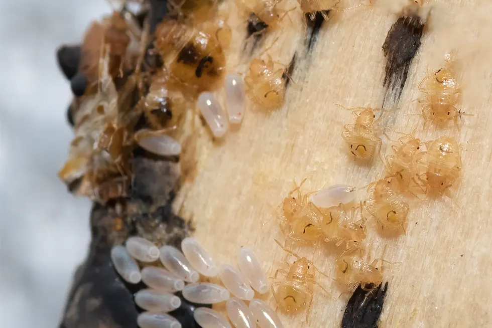 Œufs et Mues de punaises de lit sur latte en bois