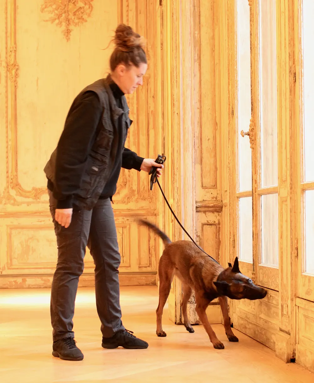 Detection canine de punaises de lit chez un professionnel